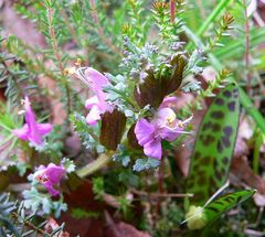 Das Wald-Läusekraut (Pedicularis sylvatica)