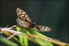 das Waldbrettspiel