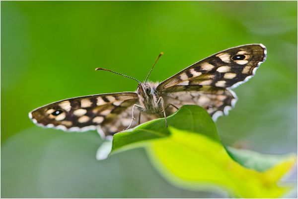 Das Waldbrettspiel (Pararge aegeria) ist fast immer . . .