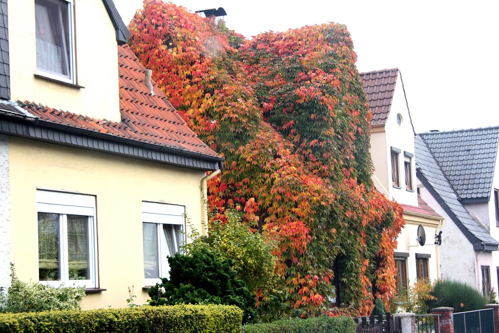 Das Waldhaus in der Stadt