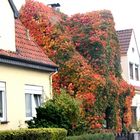 Das Waldhaus in der Stadt