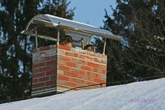 Das Waldkauz Pärchen…