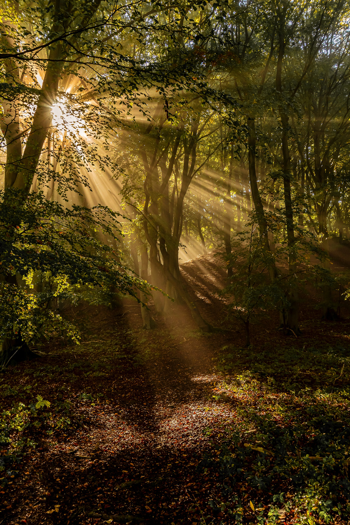 Das Waldlicht