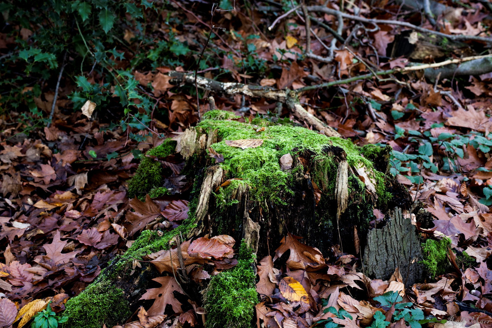 Das Waldmonster von Bochum......