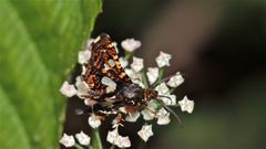 Das Waldreben-Fensterschwärmerchen (Thyris fenestrella) . . .