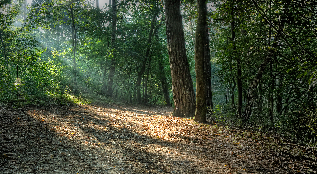 Das Waldstück vor dem Goldstrand in Paderborn