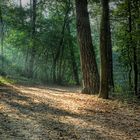 Das Waldstück vor dem Goldstrand in Paderborn