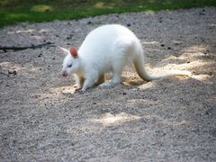 Das Wallaby von Bennet (Macropus rufogriseus)