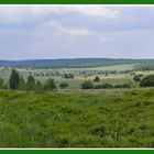 Das Wallonische Venn im Juni