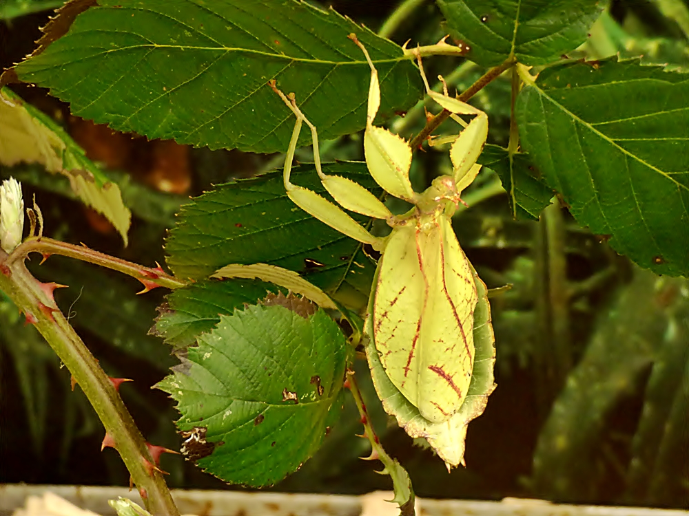 Das Wandelnde Blatt . . .,