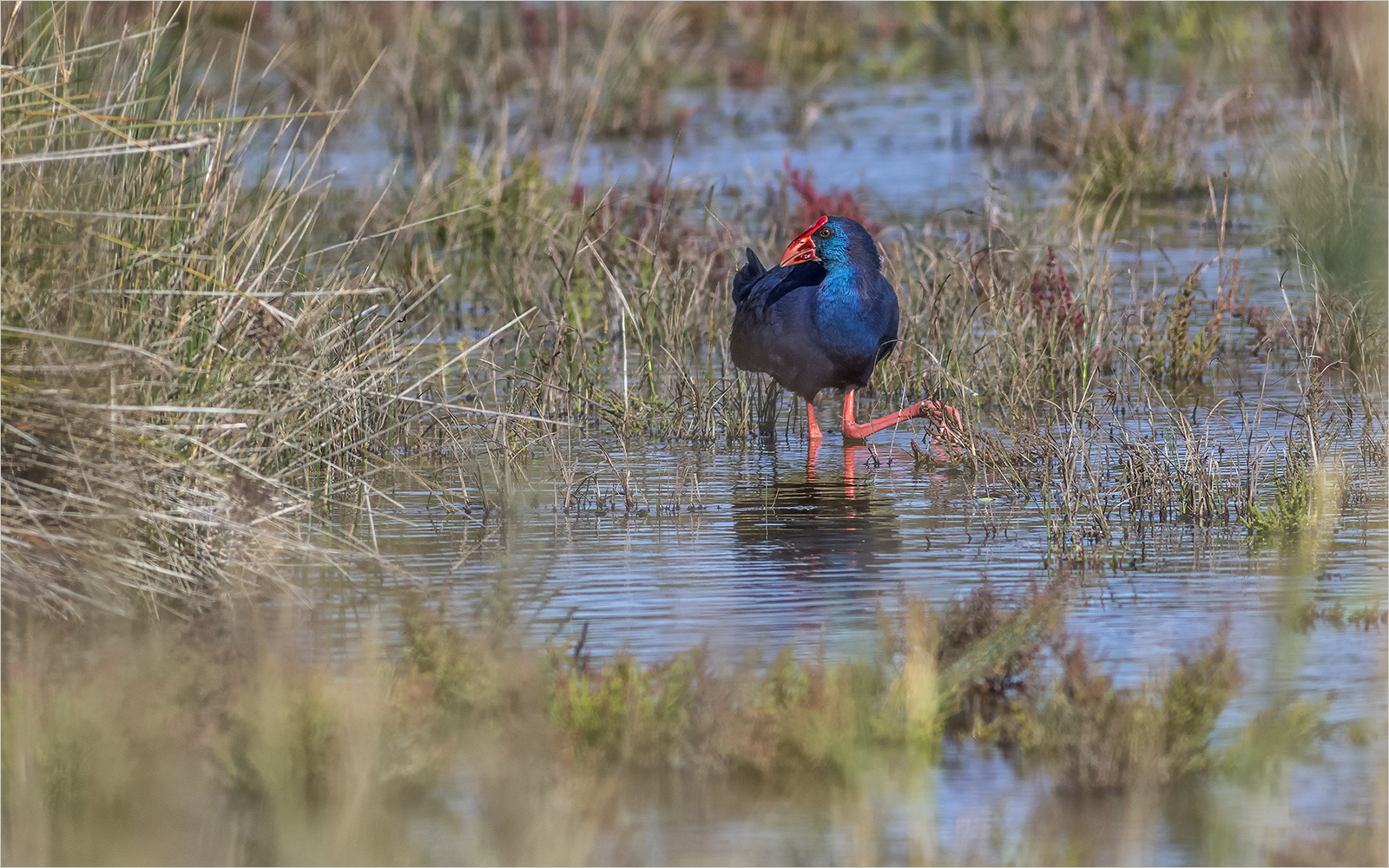 das wappentier von s` albufera...