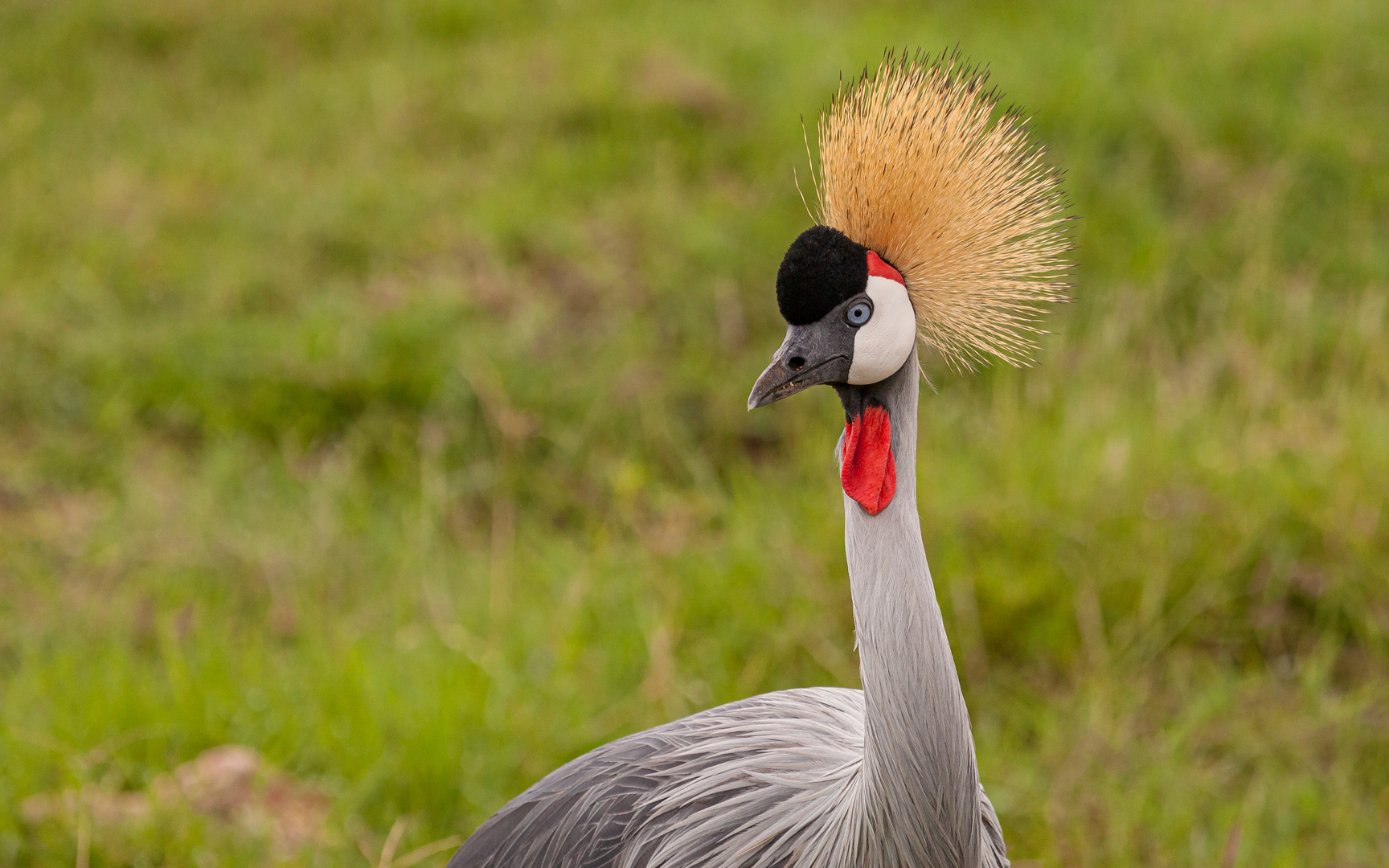 das Wappentier von Uganda