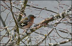 Das war bevor der Schnee nochmal kam...