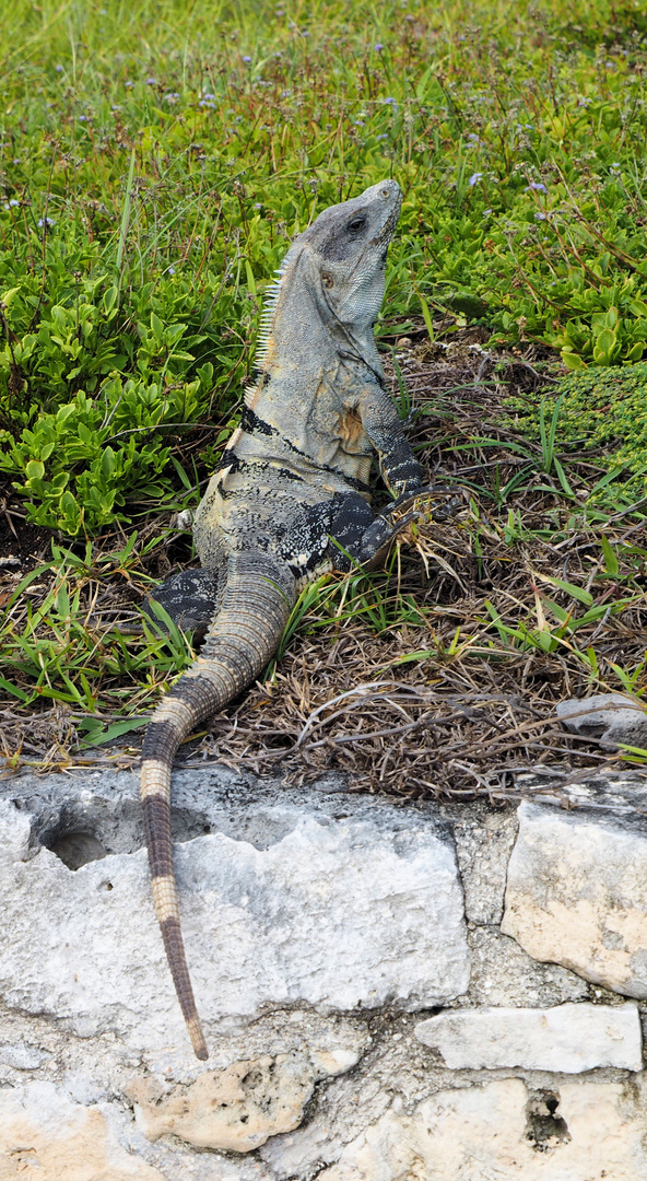 Das war das größte Leguan ...in Tulum ....