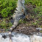 Das war das größte Leguan ...in Tulum ....