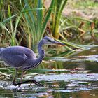 das war das schönste in potsdam der graureiher wie er auf der jagd war