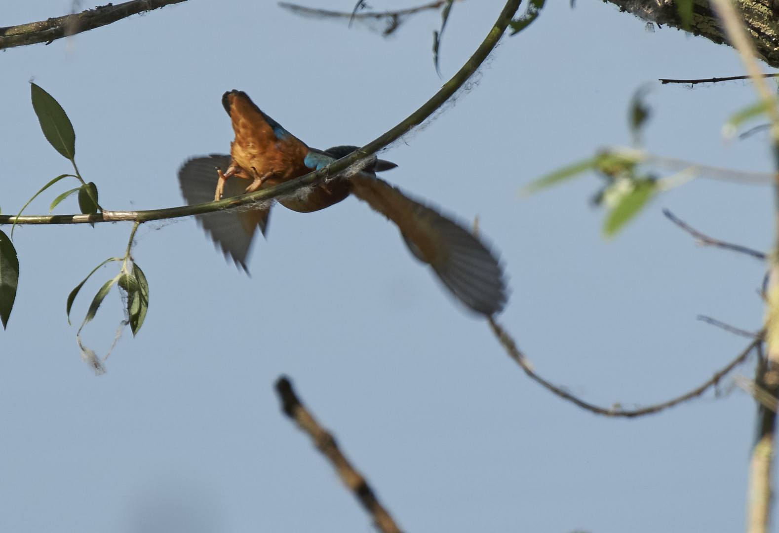 das war der Eisvogel