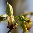 das war der frühling