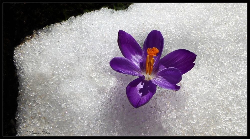 Das war der letzte Krokus im Schnee...