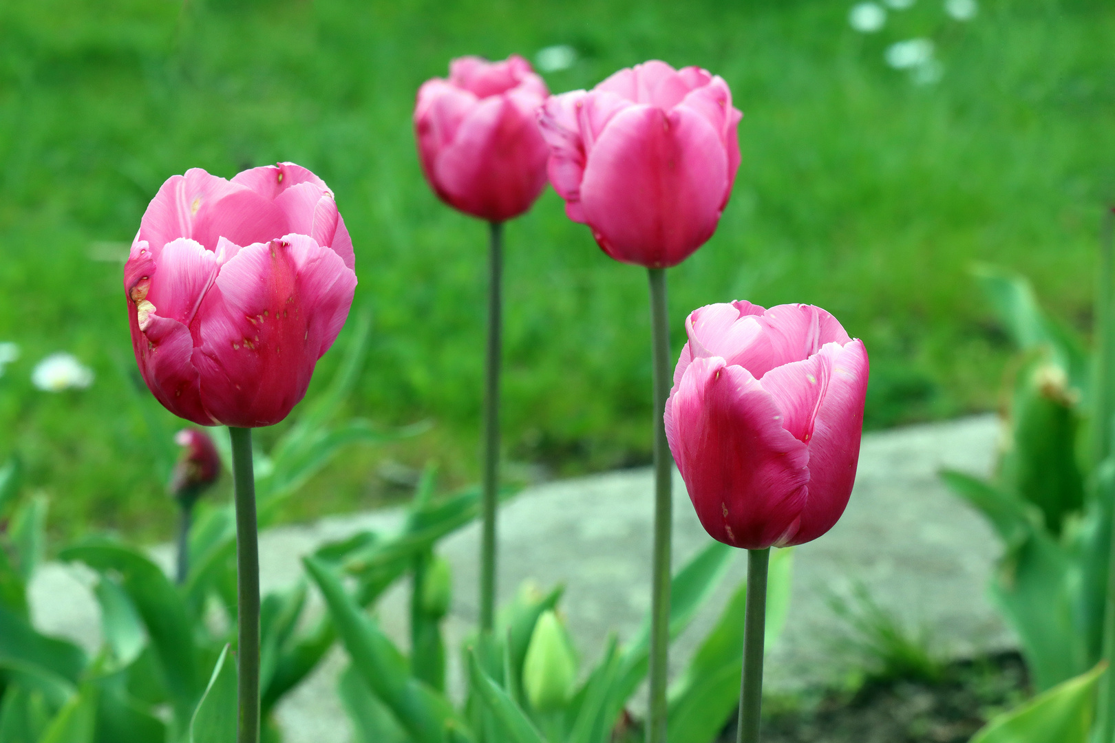 Das war die Tulpenblüte im Britzer Garten