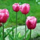 Das war die Tulpenblüte im Britzer Garten