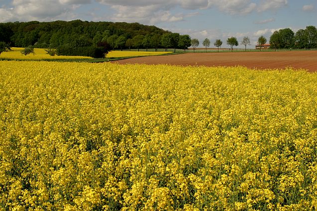 Das war ein Frühling ...