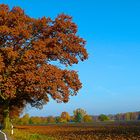 Das war- 'Ein schöner Herbst'