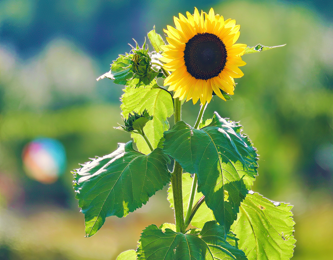 Das war ein Sommer!