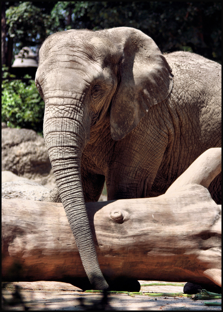 Das war ein Tag nach dem ein alter Elefant gestorben ist