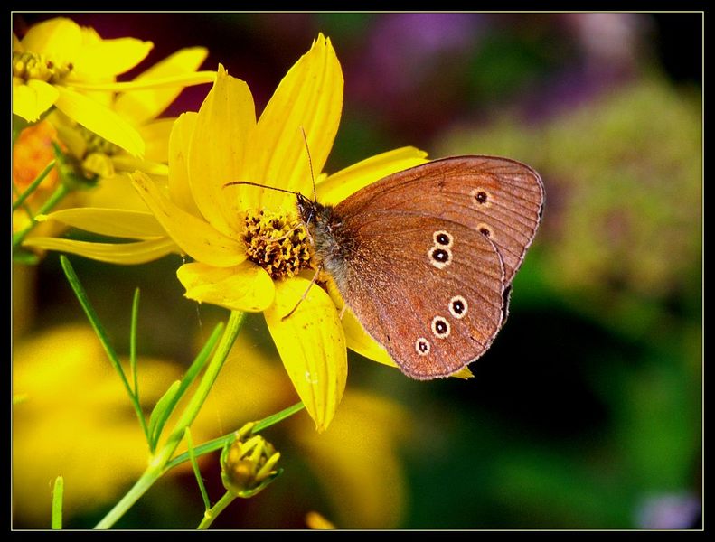 ... das war ein toller Sommer ... von Alfred Richter