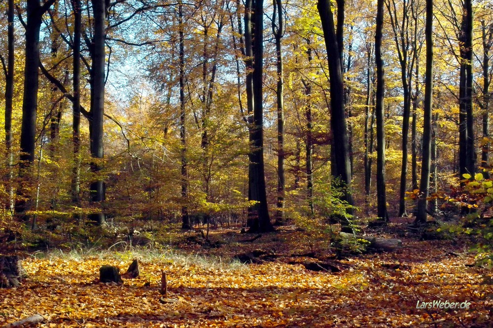 Das war ein wunderschöner Herbsttag 2008