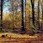 Das war ein wunderschöner Herbsttag 2008