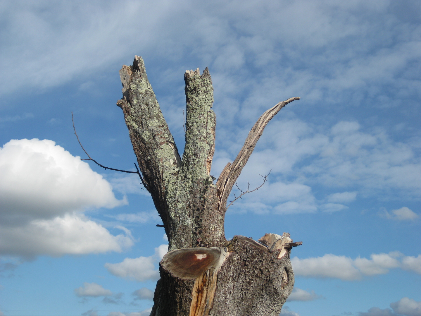 Das war einmal ein Baum