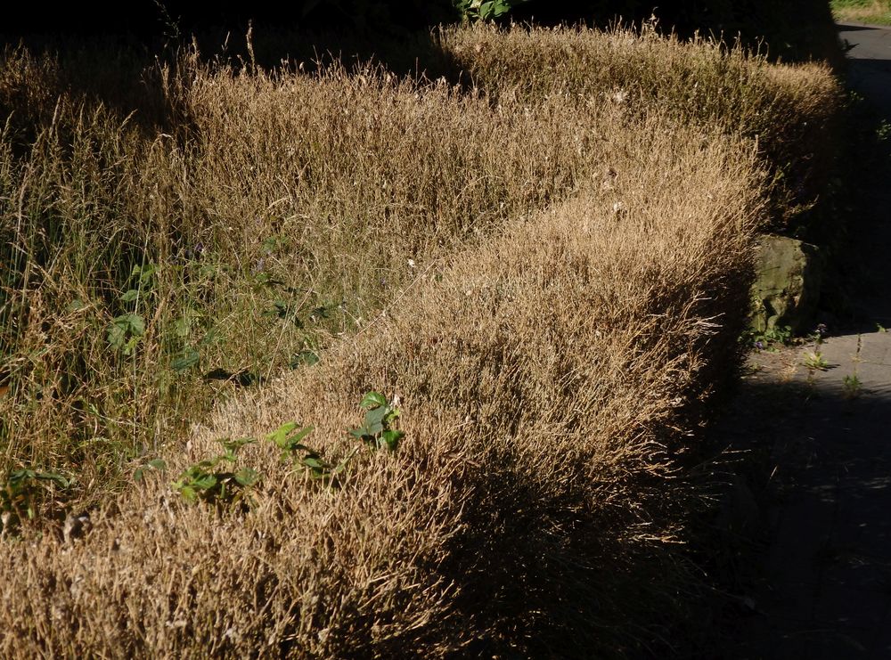 Das war einmal eine grüne Buchsbaumhecke