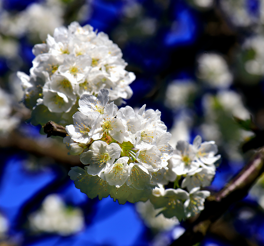 Das war " Frühling im Eggenertal " 2013 Nr.2