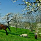 Das war " Frühling im Eggenertal " 2013 Nr.3