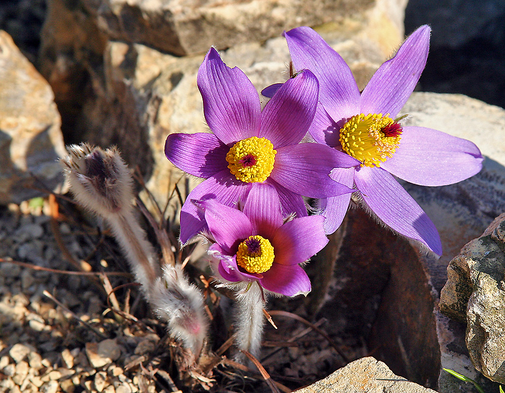 Das war genau vor 2 Jahren am 16.03. 08 und die Vegetation...