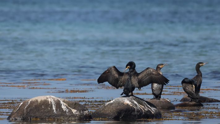  ....... "Das war ich nicht !"  " Doch!!"............