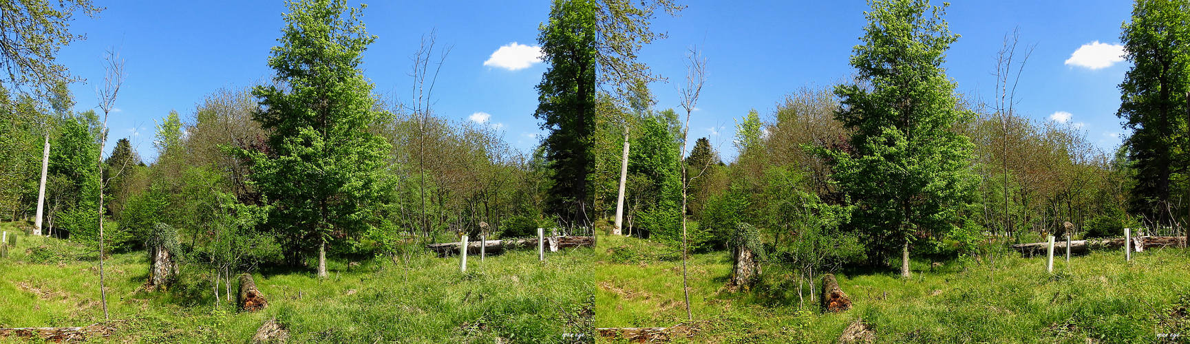 Das war im Frühling - 3D Kreuzblick