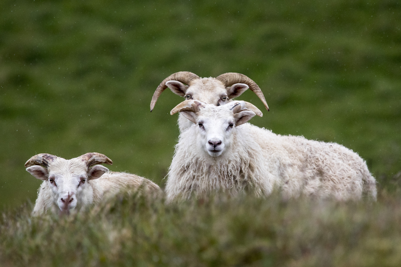 Das war Island für mich - 3 Schafe zusammen