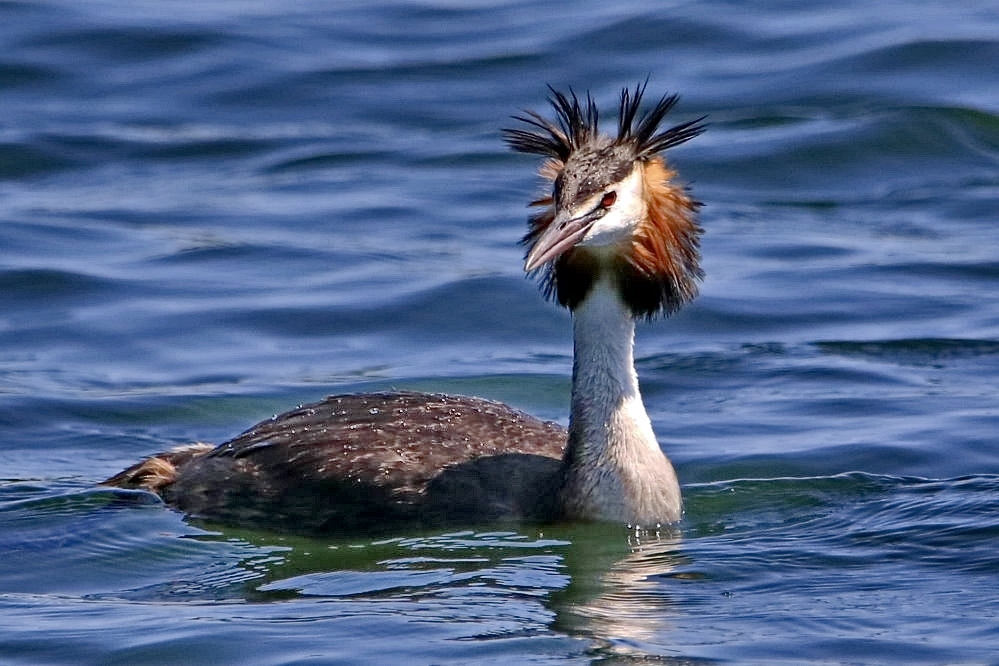 das war lecker... Foto & Bild fotos, wasser, teich Bilder auf