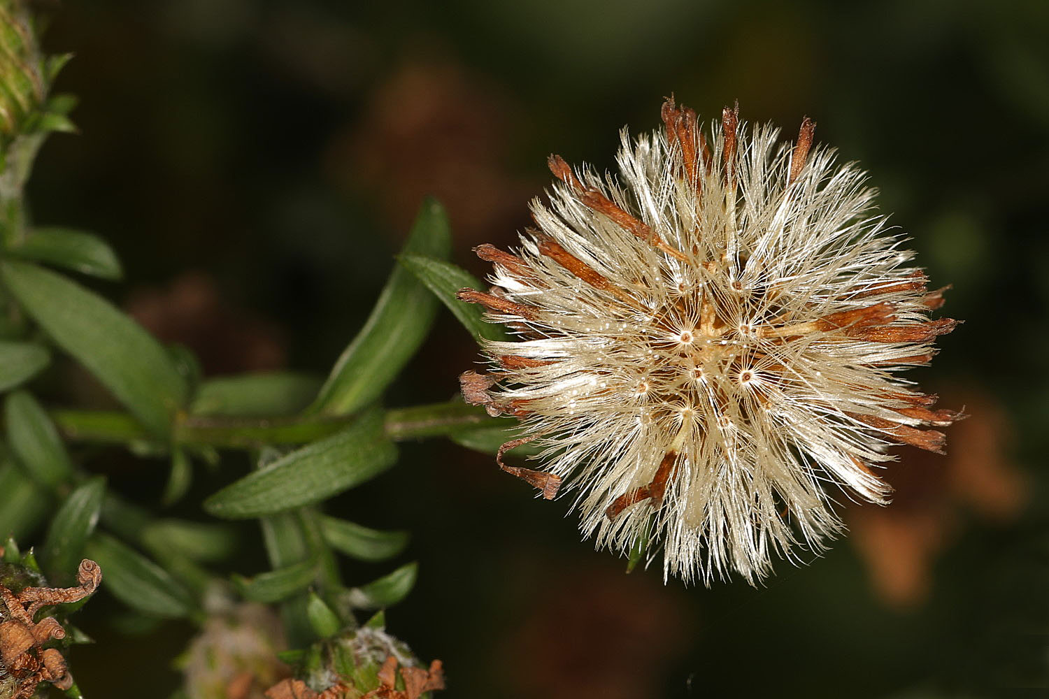 Das war mal eine Asterblüte. 