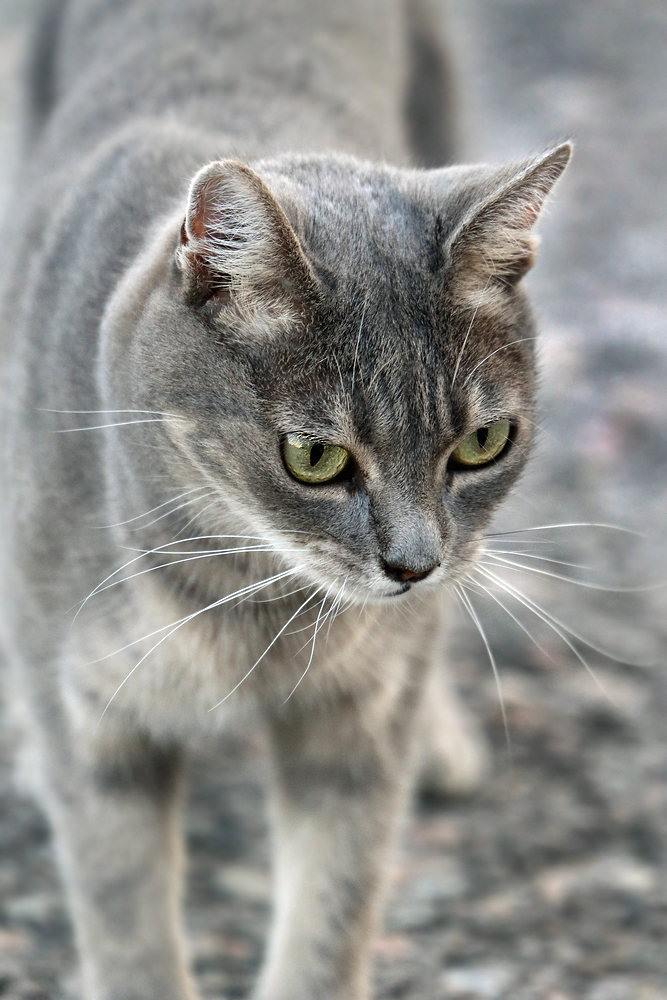 "das war schon wieder für die KATZ"