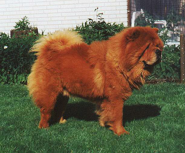 Das war unser letzter Chow Chow