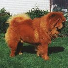 Das war unser letzter Chow Chow