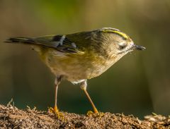 "Das war wieder eine Freude - ein Wintergoldhähnchen"