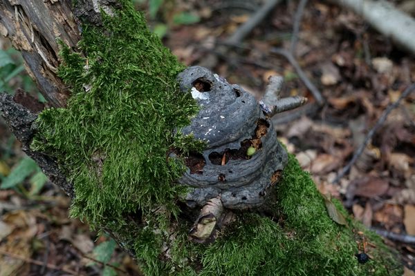 Das ware `Sein´ von Pilzen