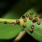 Das waren mal Blattläuse....sie wurden parasitiert....