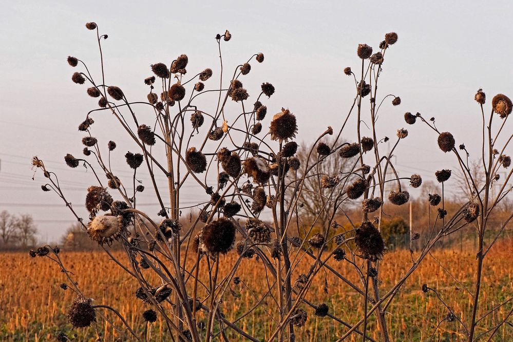 Das waren mal schöne Blüten - jetzt trocknen gelassen als Winterfutter