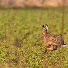 Das war's mit Ostern